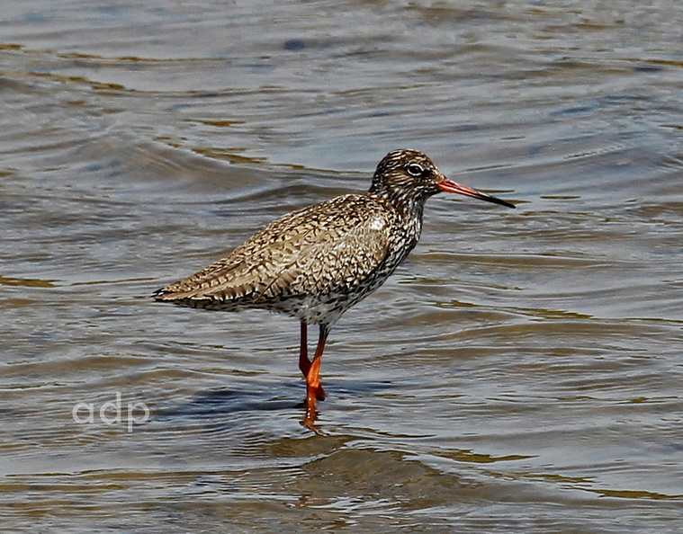 Bird in moult in May, Algarve IMG_9492qstw 800c CoRe melanism.jpg